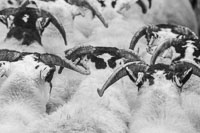 Border Horned Ewes-08